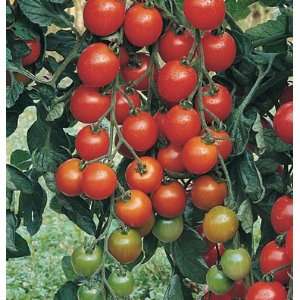  Davids Red Hybrid Cherry Tomato Favorita 8 Seeds per 