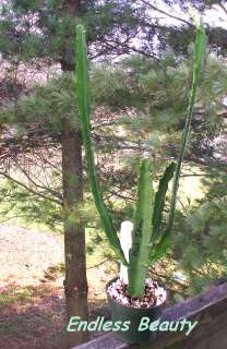   inch tall in height bloom color is red photo 1 is taken from my deck