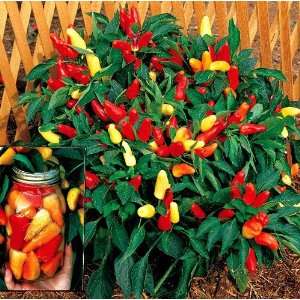   Pepper 20 Seeds  The Christmas Tree Pepper Patio, Lawn & Garden