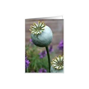 Poppy Seed Pods   Blank Card