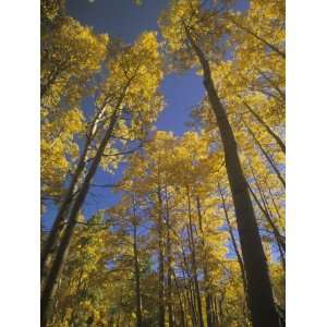 Fall Quaking Aspens, Populus Tremuloides, Colorado, USA Stretched 