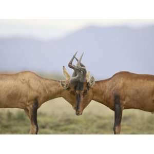  Two Male Red Hartebeest Sparring, Mountain Zebra National 