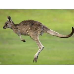  Eastern Grey Kangaroo, (Macropus Giganteus), Anglesea, Great Ocean 