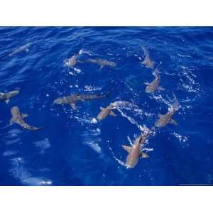  Blacktip Reef Sharks, Swimming, Polynesia Photographic 