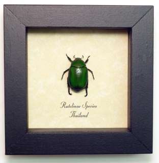 Real Framed Green Rutelinae Leaf Chafer Beetle 7918g  