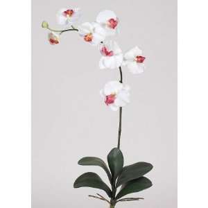   Phalaenopsis Silk Orchid Flower With Leaves  6 Stems