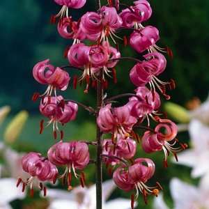   Cap Lily   Lilium martagon   Hardy   1 Bulb Patio, Lawn & Garden