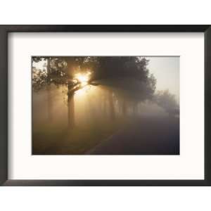 Sun Shining Through Trees Along Foggy Road Collections Framed 